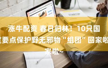 涨牛配资 春日归林！10只国度要点保护野无邪物“组团”回家啦~